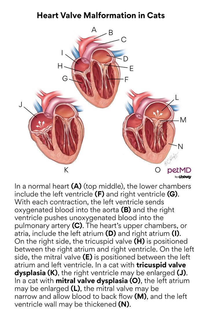 Heart Valve Malformation in Cats